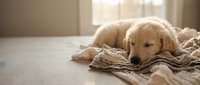 Golden retriever resting on beige fabric blanket indoors, relaxed pet lying down on soft textile material near window with natural light.