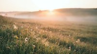 Misty meadow at sunrise with wildflowers and grass in soft golden light, creating a serene rural landscape for nature and wellness projects.