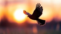 Majestic eagle soaring through golden sunset sky with spread wings silhouetted against warm orange and pink clouds creating dramatic wildlife scene.