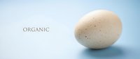 Fresh organic speckled egg on clean white surface with soft lighting and organic text label for healthy natural food marketing and packaging design.
