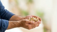 Mature man with medium skin tone holding handful of dried chickpeas or legumes in cupped hands outdoors, suitable for agriculture, nutrition, and food production content.