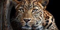 Majestic leopard portrait with piercing blue eyes and spotted coat pattern resting near wooden log in natural habitat for wildlife photography and nature content.