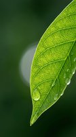 Vibrant green leaf with detailed vein structure and water droplets against soft blurred background, suitable for nature, environmental, and botanical design projects.