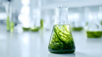 Green algae sample in laboratory flask for biofuel research and sustainable energy development in modern scientific facility.