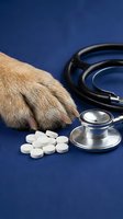 Animal paw resting near white medication tablets and stethoscope on blue surface for veterinary medicine and pet healthcare concepts.