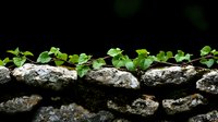 Fresh green ivy leaves growing on old stone wall against dark background, natural growth pattern shows contrast between rough texture and delicate foliage.