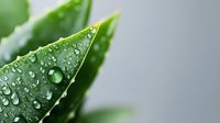Fresh green leaf with morning dew drops in macro photography. Crystal clear water droplets on plant surface create natural abstract pattern against blurred background.