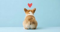 Adorable corgi puppy sitting with back turned showing fluffy bottom against soft blue background with red heart symbol above for pet love concept.