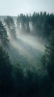 Misty morning fog drifting through dense pine forest creating atmospheric layers and ethereal lighting for nature and environmental concepts.