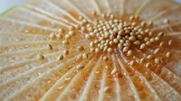 Extreme macro photography of fresh mushroom gills showing detailed natural pattern and texture in warm beige and cream tones, organic abstract background.