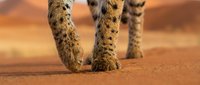 Cheetah paws walking on golden desert sand dunes with spotted fur pattern visible. Wildlife photography showcasing big cat movement in natural habitat.