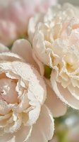 Soft pink peony flowers with delicate water droplets on ruffled petals creating romantic floral background for wedding invitations and spring decor.
