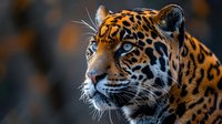 Majestic jaguar portrait with piercing blue eyes and distinctive spotted coat pattern against blurred natural background for wildlife photography projects.