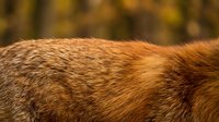 Close-up of red fox fur texture showing natural orange and brown coloring with soft dense hair pattern for wildlife and nature design projects.