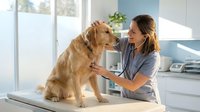 Female veterinarian examining golden retriever dog on table in modern clinic. Professional pet healthcare, animal medical checkup and treatment concept.
