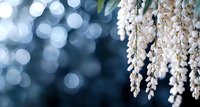 Delicate white wisteria flowers cascading against blurred blue bokeh background creates dreamy spring atmosphere for romantic and nature designs.