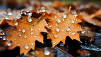 Fallen maple leaves covered in morning dew drops create natural autumn composition with water droplets glistening on orange foliage against dark background.