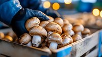 Fresh brown champignon mushrooms in wooden box at farmers market with bokeh lights background. Food photography for restaurant menu and blogs.