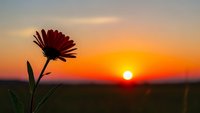 Red gerbera daisy flower silhouette against golden sunset sky with warm orange and yellow colors creating peaceful nature scene for wellness and hope concepts.