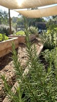 Fresh rosemary herbs growing in raised garden bed under shade cloth canopy for organic sustainable gardening and culinary cooking ingredients.