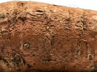 Fresh sweet potato with natural soil and roots showing organic farming harvest ready for cooking and healthy nutrition.