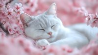 White cat sleeping peacefully among pink cherry blossoms, creating serene spring atmosphere with soft bokeh effect and delicate floral composition.