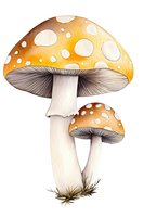 Watercolor amanita muscaria mushrooms with orange-yellow spotted caps and detailed gills on white stem, growing from grass tufts. Botanical art style illustration.