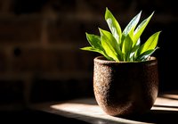 Green houseplant with fresh leaves in rustic brown ceramic pot on dark background with dramatic side lighting and shadow creating moody atmosphere.