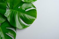 Fresh tropical monstera deliciosa leaves on light gray background with copy space, minimal nature composition for modern interior design and decoration.