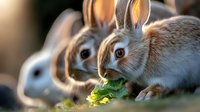 Group of domestic rabbits eating fresh green lettuce leaves in warm golden sunlight during feeding time at farm or backyard setting.