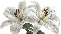 White oriental lilies with brown speckles and dark stamens on isolated background, macro photography showing detailed flower petals and pistils.