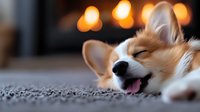 Smiling Welsh Corgi puppy sleeping on carpet with warm fireplace bokeh in background, creating cozy home atmosphere.