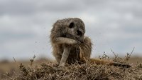 Young meerkat pup grooming itself while sitting on sandy ground with sparse vegetation under cloudy sky in natural habitat.
