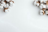 Cotton branches with fluffy white bolls arranged as border frame on clean white background with copy space for natural organic textile concept.