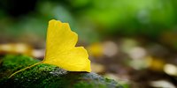 Golden yellow ginkgo leaf resting on moss-covered surface in autumn forest with soft bokeh background for seasonal nature designs.