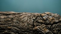 Weathered driftwood logs with intricate natural grain patterns and textures stacked together against soft teal background for rustic coastal decor projects.