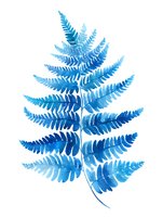 Watercolor blue fern leaf on white background, botanical illustration for nature-inspired designs and stationery.