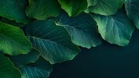 Fresh green fig leaves with prominent veins creating natural pattern against dark background. Organic foliage texture showcases intricate details and shadows.