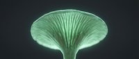 Glowing green mushroom with detailed gills on dark background, ethereal bioluminescent fungus macro close-up for nature and science projects.