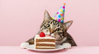Tabby cat wearing colorful party hat with slice of layered cake on plate against pink background. Celebration, birthday, festive pet concept for greeting cards and party designs.