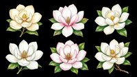 Magnolia flowers isolated on transparent background, ready for t-shirt design, clipart, stickers, sublimation and print-on-demand products.