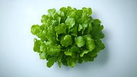 Fresh green lettuce head with crisp curly leaves isolated on white background, top view. Ready for salad preparation and healthy eating concepts.