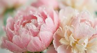 Soft pink peonies with delicate water droplets create romantic floral arrangement for weddings, spring celebrations and feminine design projects.
