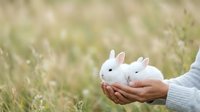 Two white rabbits held in cupped hands against a soft, blurred natural background with grass and wildflowers, conveying care, gentleness, and wildlife appreciation.