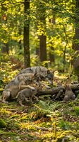 Gray wolf mother with cubs resting on fallen logs in autumn forest with golden sunlight filtering through trees creating warm natural wildlife scene.