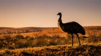 Large emu bird standing in golden outback landscape during warm sunset light with rolling hills and sparse vegetation in background.