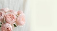 Soft pink roses bouquet on white fabric background with copy space for romantic wedding or Valentine's Day greeting cards and floral arrangements.