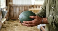 Farmer holding large green egg in hands at poultry farm, showcasing fresh organic produce for agricultural and food industry use.