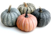 Fresh autumn pumpkins in pink and gray colors arranged on white background, seasonal decorative gourds with natural textured patterns and stems.