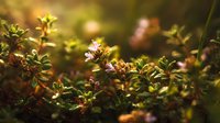 Delicate thyme flowers blooming in warm sunset light, creating a dreamy atmosphere in herb garden with soft bokeh background.
